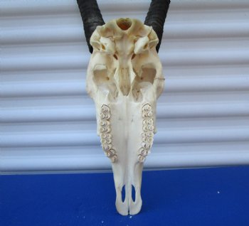 Authentic African Gemsbok Skull with 36 and 37-3/4 inches Horns <font color=red> Extra Large Nice Quality</font> - Buy this for $159.99