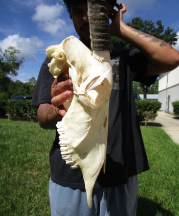 Authentic African Gemsbok Skull with 36 and 37-3/4 inches Horns <font color=red> Extra Large Nice Quality</font> - Buy this for $159.99