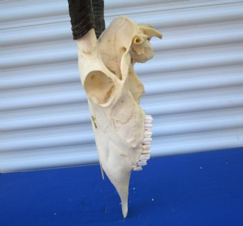 Authentic African Gemsbok Skull with 36 and 37-3/4 inches Horns <font color=red> Extra Large Nice Quality</font> - Buy this for $159.99