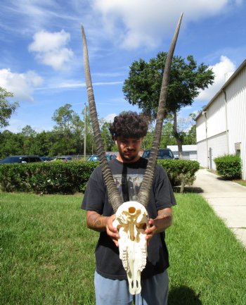 Authentic African Gemsbok Skull with 36 and 37-3/4 inches Horns <font color=red> Extra Large Nice Quality</font> - Buy this for $159.99