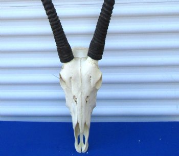 Authentic African Gemsbok Skull with 36 and 37-3/4 inches Horns <font color=red> Extra Large Nice Quality</font> - Buy this for $159.99