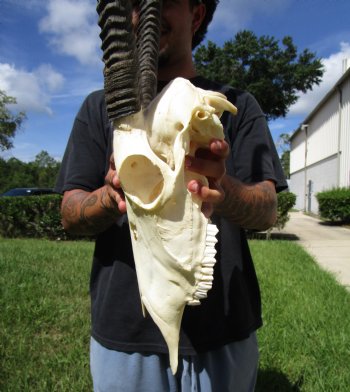 Authentic African Gemsbok Skull with 36 and 37-3/4 inches Horns <font color=red> Extra Large Nice Quality</font> - Buy this for $159.99