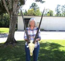 Authentic African Gemsbok Skull with 33-1/4 inches Horns - Buy this one for $154.99