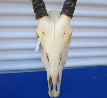 Authentic African Gemsbok Skull with 33-1/4 inches Horns - Buy this one for $154.99