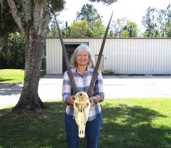 Authentic African Gemsbok Skull with 33-1/4 inches Horns - Buy this one for $154.99