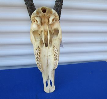 Authentic African Gemsbok Skull with 33-1/4 inches Horns - Buy this one for $154.99
