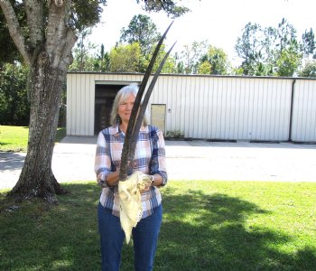 Authentic African Gemsbok Skull with 33-1/4 inches Horns - Buy this one for $154.99