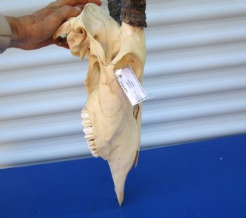 Authentic African Gemsbok Skull with 33-1/4 inches Horns - Buy this one for $154.99