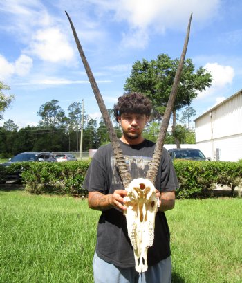 Authentic African Gemsbok Skull with 33-1/4 inches Horns - Buy this one for $154.99