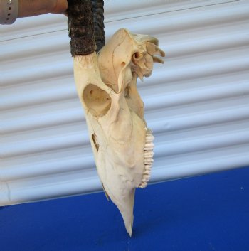 Authentic African Gemsbok Skull with 33-1/4 inches Horns - Buy this one for $154.99