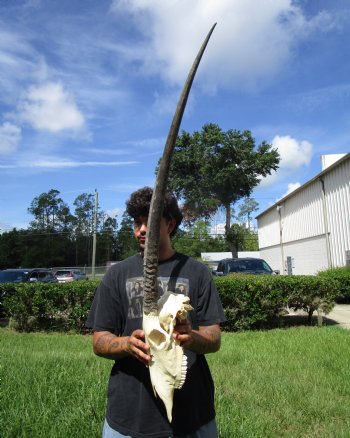 Authentic African Gemsbok Skull with 33-1/4 inches Horns - Buy this one for $154.99