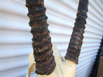 Authentic African Gemsbok Skull with 33-1/4 inches Horns - Buy this one for $154.99