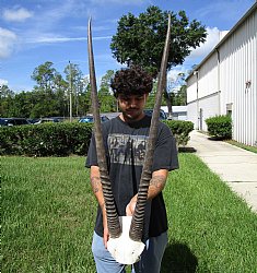 34-3/4 and 35 inches African Oryx, Gemsbok Horns on Skull Plate, Cap - Buy this one for $94.99
