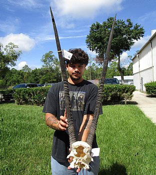 35 inches African Oryx, Gemsbok Horns on Skull Plate, Cap - Buy this one for $94.99