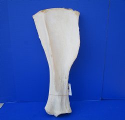 25-1/2 by 11 inches Real African Giraffe Shoulder Blade Bone  - Buy this one for $49.99