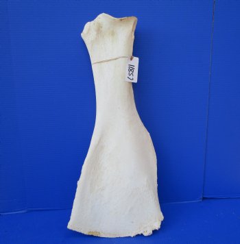 25-1/2 by 11 inches Real African Giraffe Shoulder Blade Bone  - Buy this one for $49.99