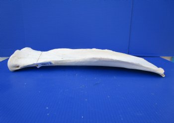 25-1/2 by 11 inches Real African Giraffe Shoulder Blade Bone  - Buy this one for $49.99