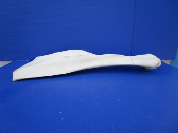 25-1/2 by 11 inches Real African Giraffe Shoulder Blade Bone  - Buy this one for $49.99