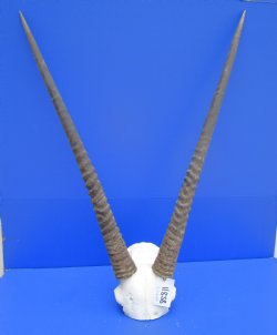African Gemsbok Sku...
