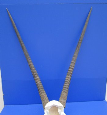 African Gemsbok Skull Plate with 31-1/2 and 32 inches horns - Buy this one for $84.99
