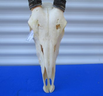 Large Gemsbok Skull with 35-3/4 and 36 inches Horns (2 holes in skull) - Buy this for $144.99 (SHIPS UPS ONLY)