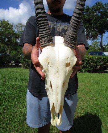 Large Gemsbok Skull with 35-3/4 and 36 inches Horns (2 holes in skull) - Buy this for $144.99