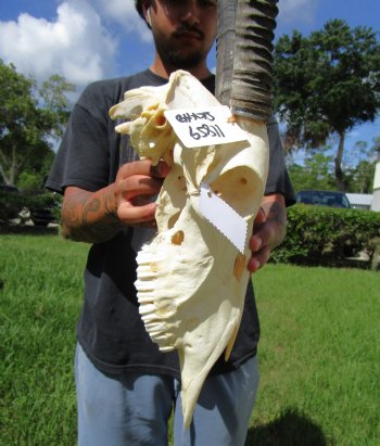 Large Gemsbok Skull with 35-3/4 and 36 inches Horns (2 holes in skull) - Buy this for $144.99
