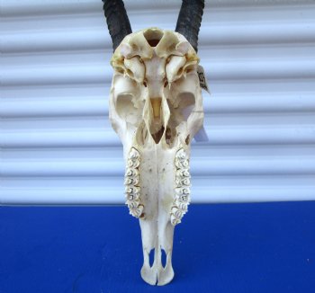 Large Gemsbok Skull with 35-3/4 and 36 inches Horns (2 holes in skull) - Buy this for $144.99 (SHIPS UPS ONLY)