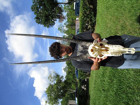 Large Gemsbok Skull with 35-3/4 and 36 inches Horns (2 holes in skull) - Buy this for $144.99