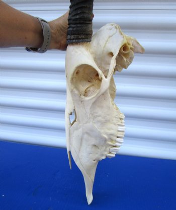 Large Gemsbok Skull with 35-3/4 and 36 inches Horns (2 holes in skull) - Buy this for $144.99 (SHIPS UPS ONLY)