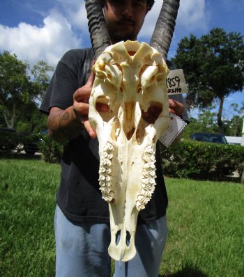Large Gemsbok Skull with 35-3/4 and 36 inches Horns (2 holes in skull) - Buy this for $144.99