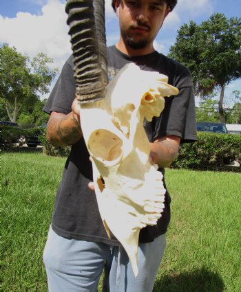 Large Gemsbok Skull with 35-3/4 and 36 inches Horns (2 holes in skull) - Buy this for $144.99