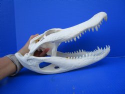 14-1/2  inches Florida Alligator Skull for Sale, Beetle Cleaned - Buy this one for $119.99