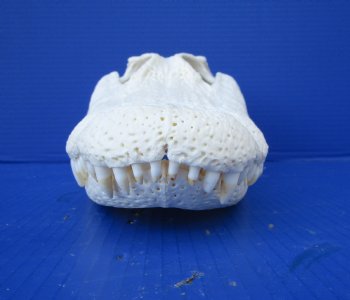 14-1/2  inches Florida Alligator Skull for Sale, Beetle Cleaned - Buy this one for $119.99