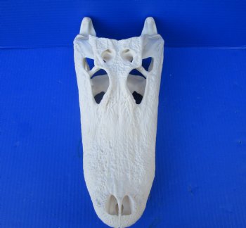 14-1/2  inches Florida Alligator Skull for Sale, Beetle Cleaned - Buy this one for $119.99
