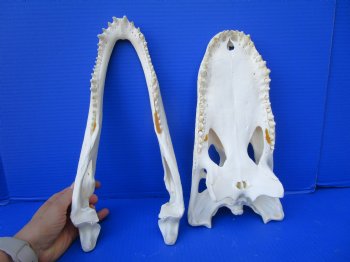 14-1/2  inches Florida Alligator Skull for Sale, Beetle Cleaned - Buy this one for $119.99