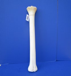 27 inches African Giraffe Metacarpal Leg Bone- Buy this one for $129.99 (SHIPS UPS ONLY)