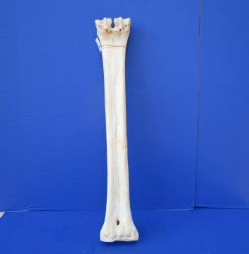 27-1/4 inches African Giraffe Metatarsal Leg Bone- Buy this one for $129.99 (SHIPS UPS ONLY)