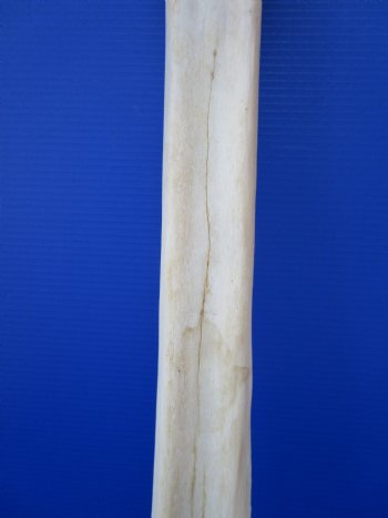 27-1/4 inches African Giraffe Metatarsal Leg Bone- Buy this one for $129.99 (SHIPS UPS ONLY)
