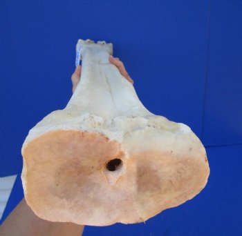 27-1/4 inches African Giraffe Metatarsal Leg Bone- Buy this one for $129.99 (SHIPS UPS ONLY)