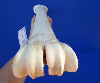 27-1/4 inches African Giraffe Metatarsal Leg Bone- Buy this one for $129.99 (SHIPS UPS ONLY)