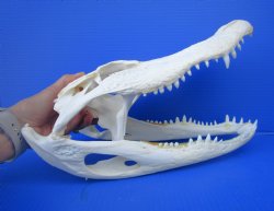 14-3/4  inches Florida Alligator Skull, Beetle Cleaned (missing teeth, dried cartilage) - Buy this one for $114.99