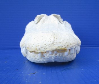 14-3/4  inches Florida Alligator Skull, Beetle Cleaned (missing teeth, dried cartilage) - Buy this one for $114.99