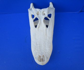 14-3/4  inches Florida Alligator Skull, Beetle Cleaned (missing teeth, dried cartilage) - Buy this one for $114.99