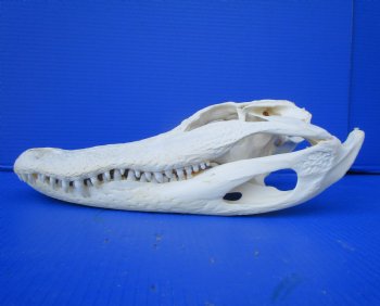 14-3/4  inches Florida Alligator Skull, Beetle Cleaned (missing teeth, dried cartilage) - Buy this one for $114.99