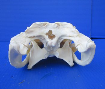 14-3/4  inches Florida Alligator Skull, Beetle Cleaned (missing teeth, dried cartilage) - Buy this one for $114.99