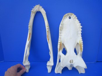 14-3/4  inches Florida Alligator Skull, Beetle Cleaned (missing teeth, dried cartilage) - Buy this one for $114.99