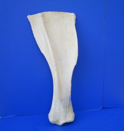 27-3/4 by 11-3/4 inches Real African Giraffe Shoulder Blade Bone  - Buy this one for $49.99