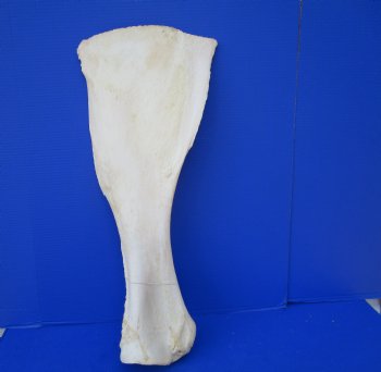 27-3/4 by 11-3/4 inches Real African Giraffe Shoulder Blade Bone  - Buy this one for $49.99