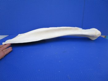 27-3/4 by 11-3/4 inches Real African Giraffe Shoulder Blade Bone  - Buy this one for $49.99